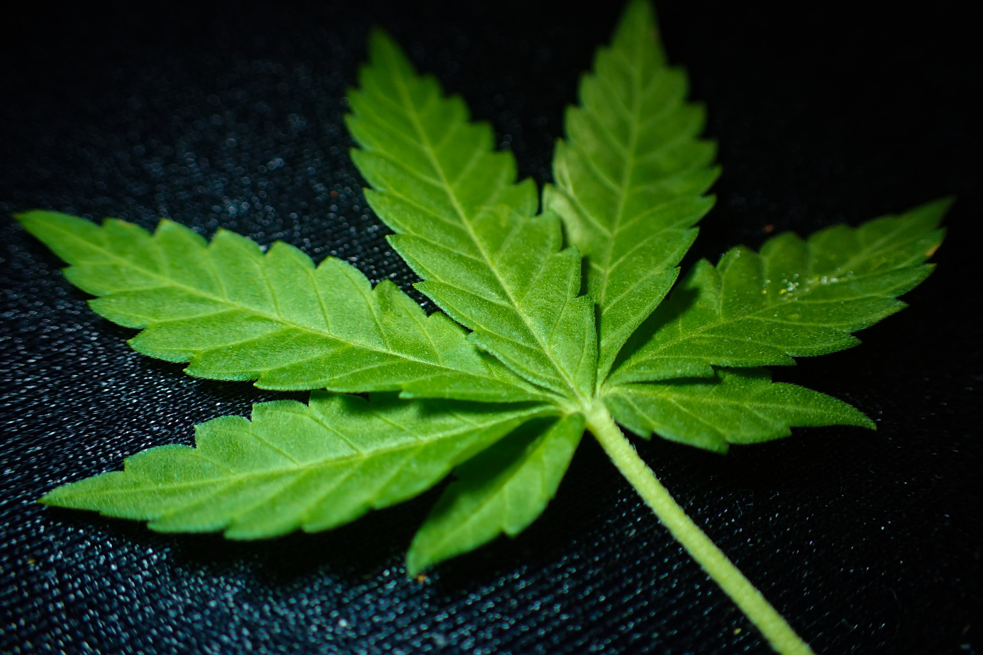 Marijuana Cannabis Leaf