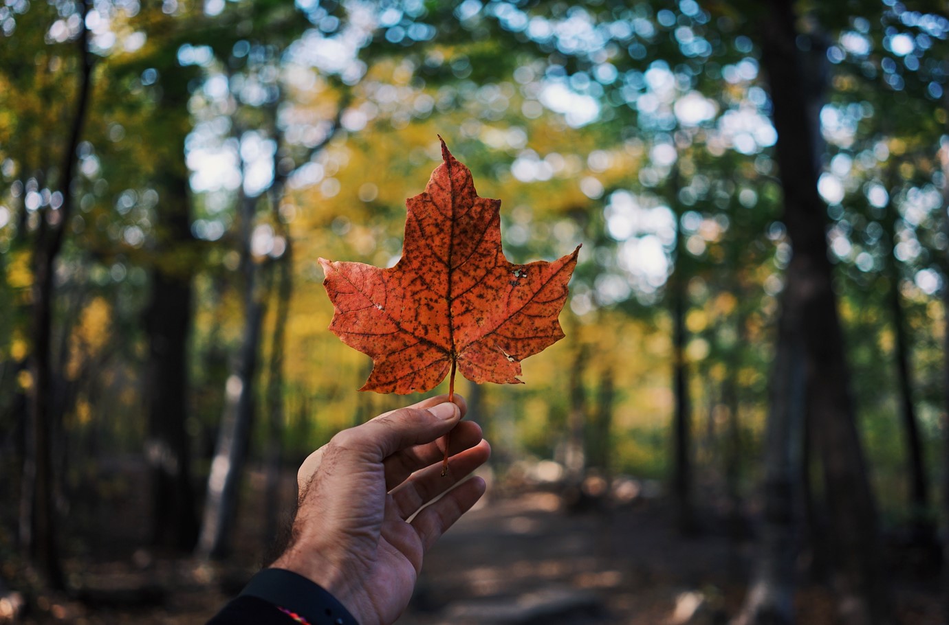 canada leaf